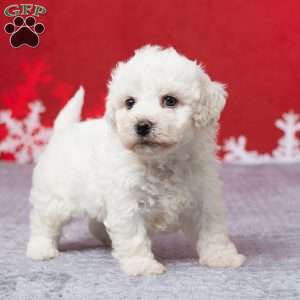 Frank, Bichon Frise Puppy